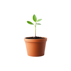 Small Tiny Green Plant in a Ceramic Pot with Fresh Leaves Isolated on White Background