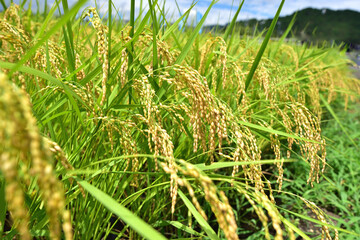 実る稲