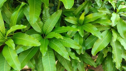 Beautiful green leaves background