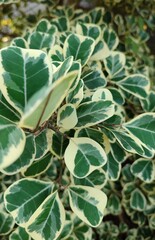 Beautiful close up of green leaves