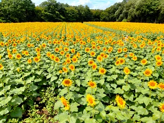 Fototapete Rund ヒマワリ畑 © 修 大森