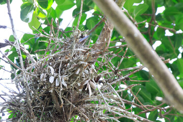 Juvenile Night Heron in Nest in Hong Kong