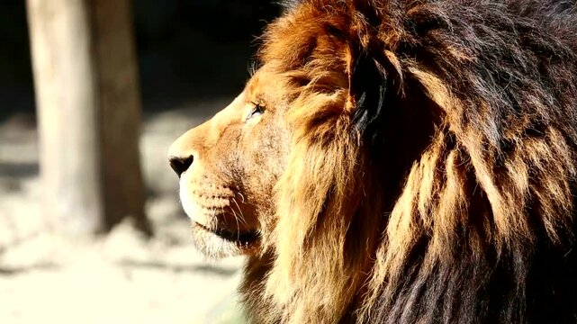 portrait of a lion
