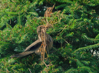 Adult blackbird and chick on a tree near the nest. A caring blackbird with dry stalks cares for a nest dug in a spruce, the chick watches from the safety of the nest.