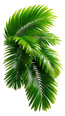 Palm Leaf Elegance: Vibrant green palm leaves showcasing nature's intricate design, offering a sense of tropical serenity and refreshing natural beauty.