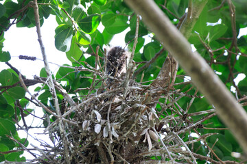 Juvenile Night Heron in Nest in Hong Kong