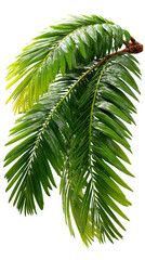Pine Branch's close-up: A close-up shot, showcasing the intricate details of a vibrant green pine branch and its delicate needles, capturing the essence of natural beauty.