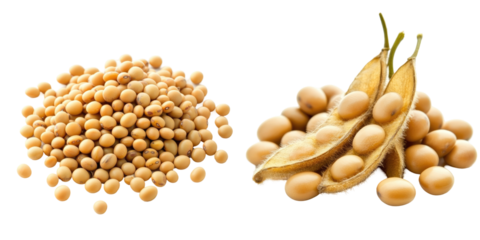 The image displays a pile of soybeans and soybean pods, highlighting their agricultural significance.