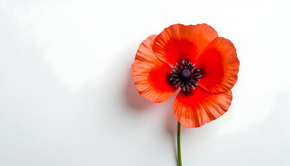 Blooming Red Poppy on White Background Showing Vivid Petals