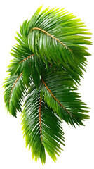 Lush Palm Fronds: Capturing the vibrant green of tropical foliage, these healthy palm fronds exude the essence of a tropical oasis, evoking feelings of relaxation and warmth.