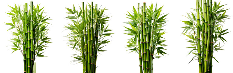 Fototapeta premium Bunch of Fresh Green Bamboo Stalks on White Background