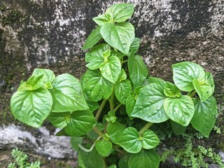 Pepper elder trees grow wild on the edge of the wall. It is characterized by succulent, erect or...