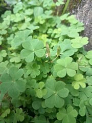 Clover trees grow wild on the edge of the wall. It's widely recognized for its association with good luck, particularly the four-leaf clover, and is also cultivated as forage for livestock and as a gr
