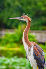 Juveile tri-colored heron
