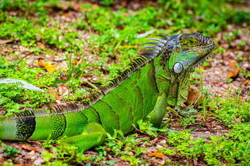 Friendly green iguana