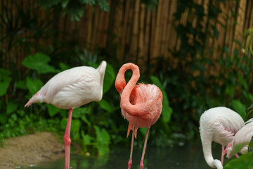 American Flamingos ( Phoenicopterus ruber ruber)
