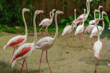 Obraz premium Greater Flamingo (Phoenicopterus roseus) on pond