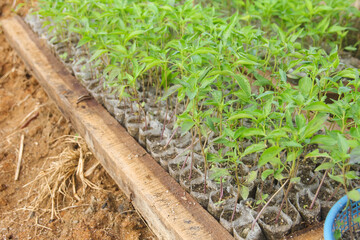 Capsicum annuum or curly red chili plant cultivation, cultivating curly chili plants before being...