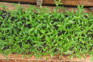 Capsicum annuum or curly red chili plant cultivation, cultivating curly chili plants before being transferred to the chili plant growth area