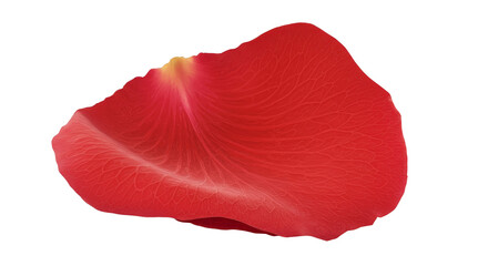 Isolated Red Flower Petal Closeup Soft Texture
