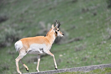 Pronghorn from Yellowstone, Lamar Valley