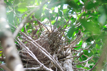 Juvenile Night Heron in Nest in Hong Kong
