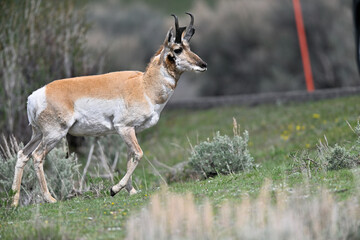 Pronghorn from Yellowstone, Lamar Valley