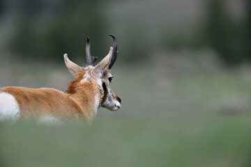 Pronghorn from Yellowstone, Lamar Valley