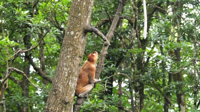 Pair Proboscis Monkeys mating in natural habitat 
