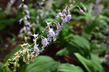ナツエビネの花