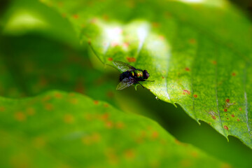 fly on leaf