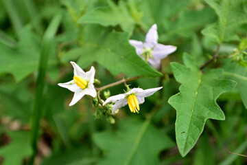 ワルナスビの花