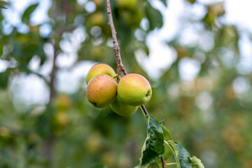 Apple orchard. Ripe red apples in garden. Red apples on a branch. Apple orchard for background. Apple tree.