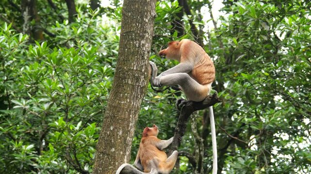 Pair Proboscis Monkeys mating in natural habitat 
