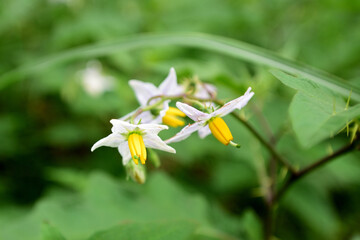 ワルナスビの花