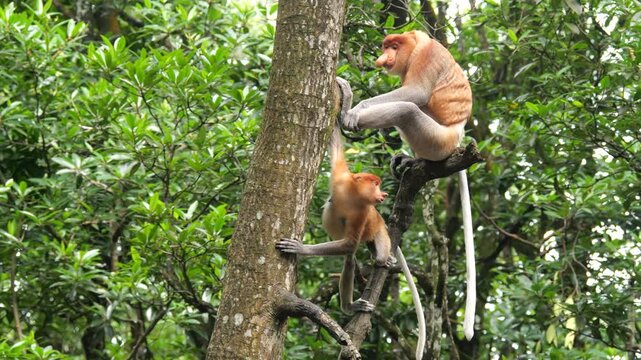 Pair Proboscis Monkeys mating in natural habitat 