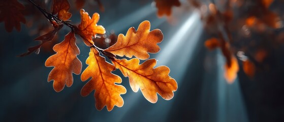 Golden Autumn Oak Leaves  Nature Backlit Sunlight Photography