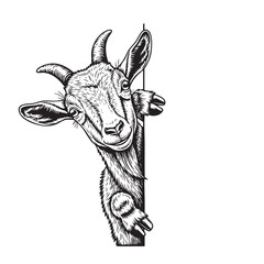 Playful black and white vector of a goat peeking from a corner. Detailed engraving lines, perfect for logo design, farm art, or fun prints.