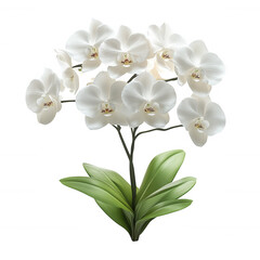 Obraz premium Elegant white orchid flower blossom phalaenopsis bloom floral plant beauty isolated on black background on transparent background