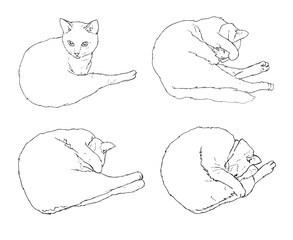 Hand drawn animation sketch of sleepy cats poses. The cat is getting ready for bed.