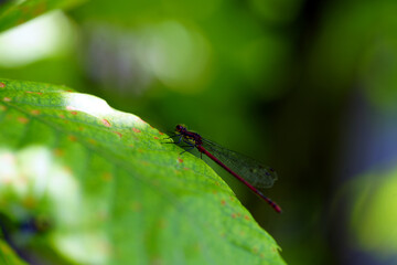 dragonfly on a leaf