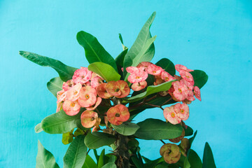 Euphorbia milli, the blooming red euphorbia flower is red and illuminated by the gentle morning...