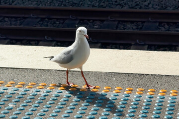 Photograph of a Seagull walking on an urban train station platform on a bright sunny day.