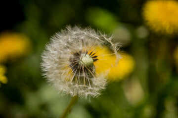 White Dandelion flower close up. Nature background. Fluffy flower. Fluffy dandelion head. Nature...