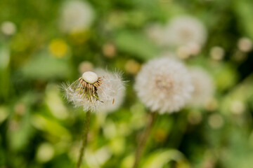 White Dandelion flower close up. Nature background. Fluffy flower. Fluffy dandelion head. White dandelion flower. Dandelion seed heads. Nature background.