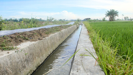 Irrigation or water flow or water canals built along rice field areas which function to supply the...