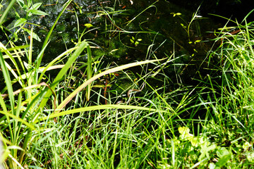 snake in the grass