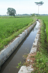 Irrigation or water flow or water canals built along rice field areas which function to supply the...