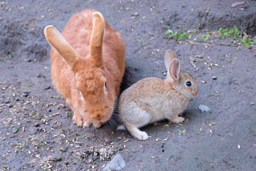 Adult and young wild rabbits.