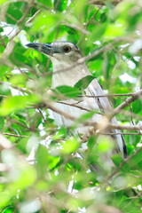 Alert Night Heron Amidst Lush Greenery